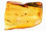 Mammalian Hair Preserved In Baltic Amber - Rare! #328193-1